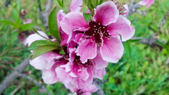 Prunus persica nucipersica