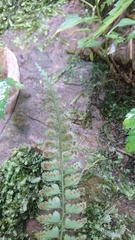 Polystichum hancockii