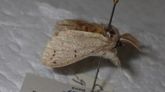 Cnethodonta grisescens