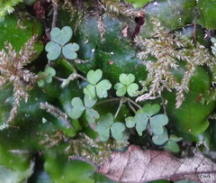 Oxalis magellanica