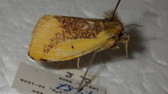 Kuromondokuga niphonis