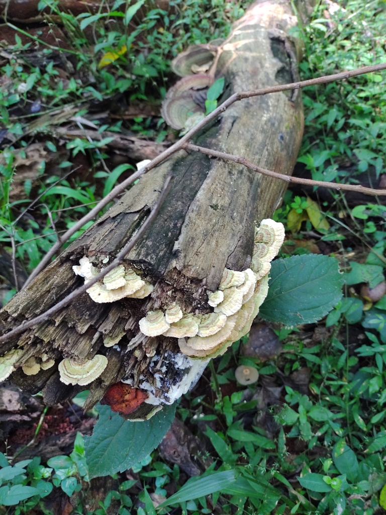 Hexagonia papyracea