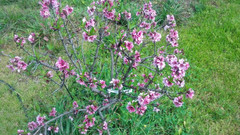 Prunus persica nucipersica