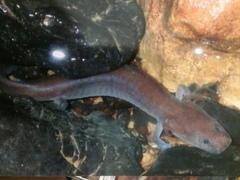 Berry Cave Salamander photo 2
