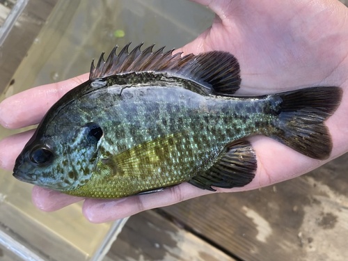 Lepomis macrochirus × microlophus