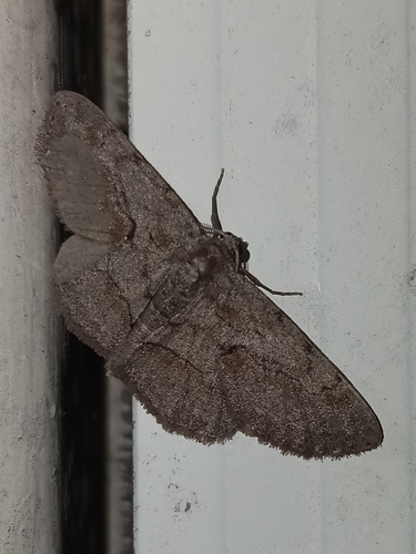Large Purplish Gray photo 6