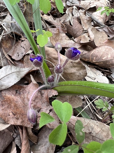 Dwarf spiderwort (Tradescantia longipes)