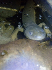 Ambystoma velasci