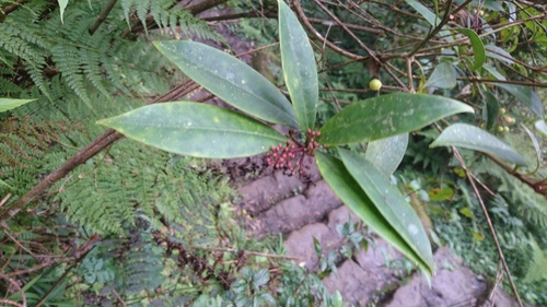Skimmia japonica iNat (2)