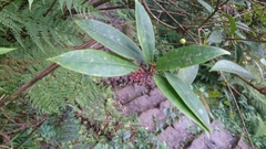 Skimmia