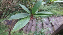 Skimmia