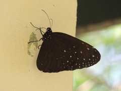 Euploea camaralzeman