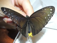 Euploea camaralzeman