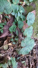 Rubus pectinellus
