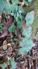 Rubus pectinellus