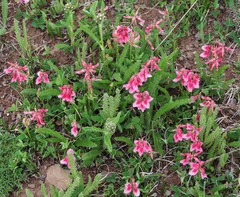 Trifolium brandegeei