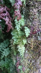 Hymenophyllum polyanthon