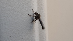 Nicocles