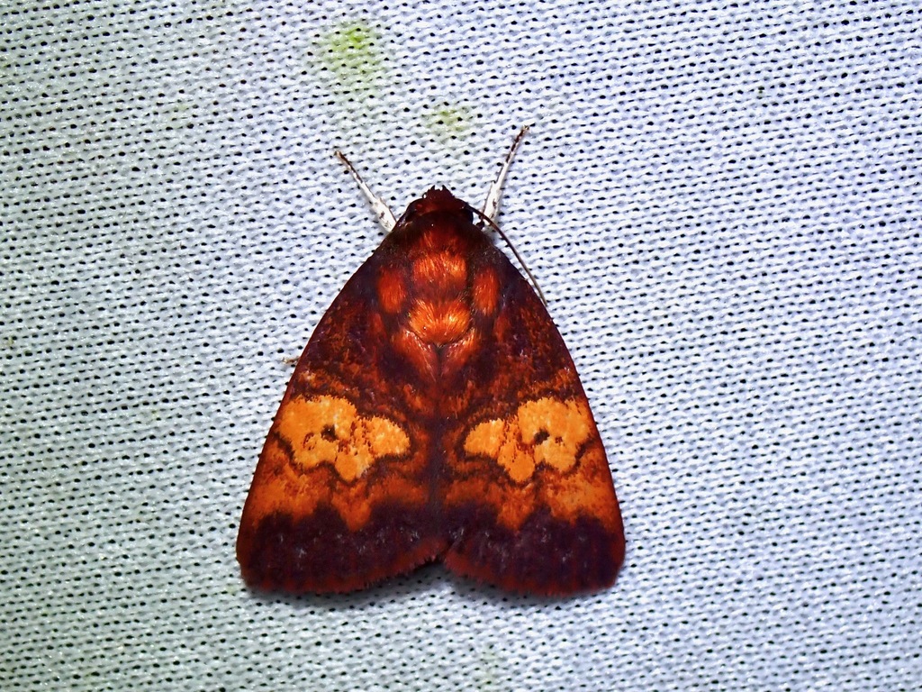 Calymera carneplagiata