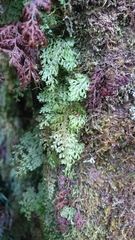 Hymenophyllum polyanthon