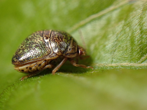 Japanese common plataspid stinkbug photo 2