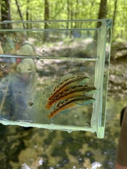 Blueface Darter photo 5