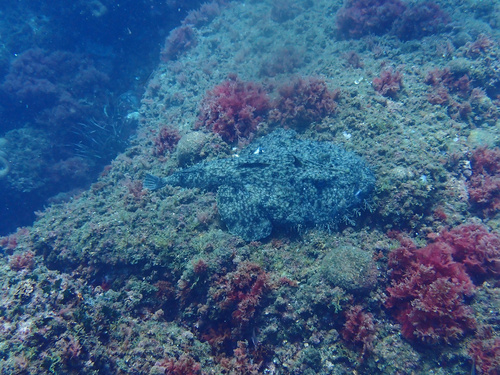 Angler (Lophius piscatorius) — Lophiidae — 4