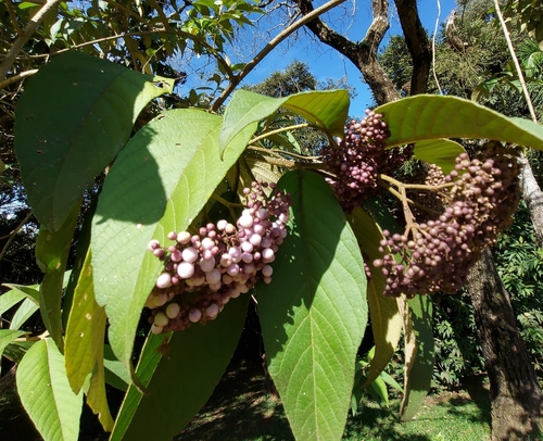 Foto de Erva-de-gentil