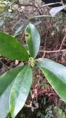Skimmia