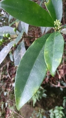 Skimmia