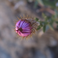 Athrixia arachnoidea