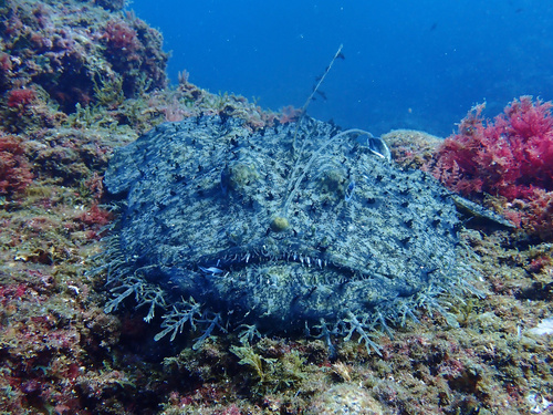 En av marulkens ryggfenor har ombildats till en bytesattrapp, ett "fiskespö" som den håller framför munnen. En fisk som tror att den ska få ett mål mat, hugger efter attrappen. Men då blir den själv mat, då marulken suger in den i sitt eget gap!