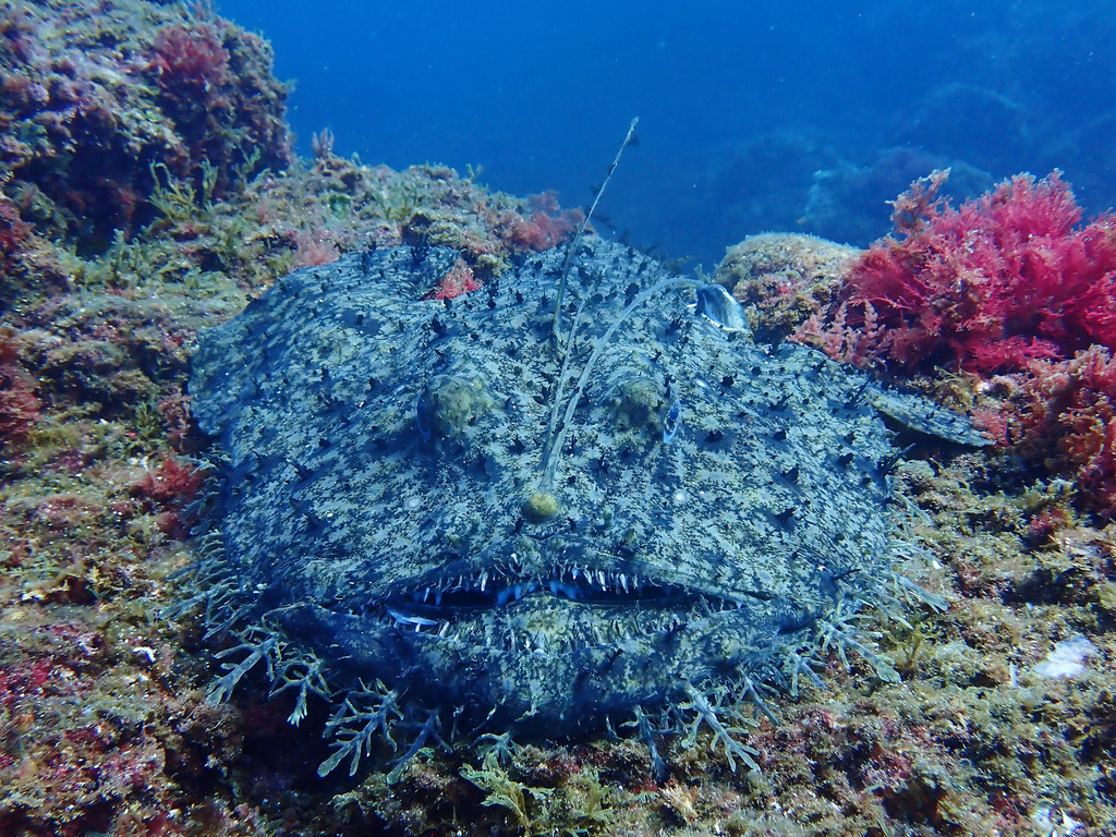 Angler (Lophius piscatorius) — Lophiidae