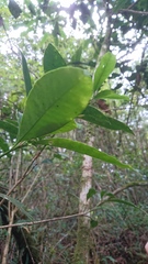 Skimmia