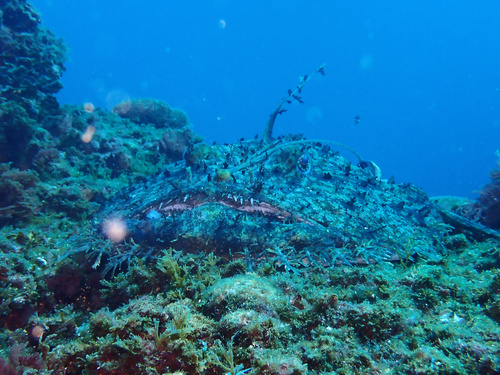 Angler (Lophius piscatorius) — Lophiidae — 2