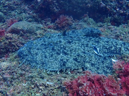 Angler (Lophius piscatorius) — Lophiidae — 3