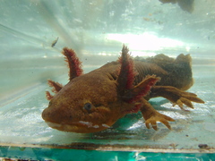 Ambystoma velasci