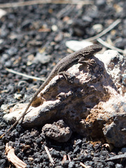 Uta stansburiana uniformis