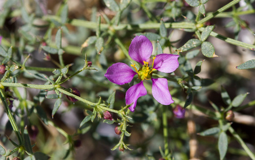 iNaturalist observation photo of California fagonbush