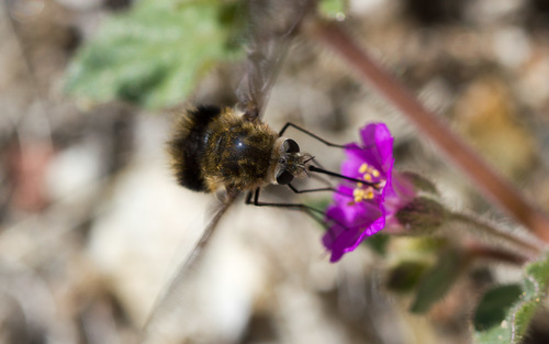 iNaturalist observation photo of Greater Bee Flies