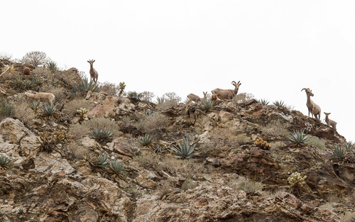iNaturalist observation photo of Desert Bighorn Sheep