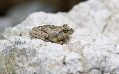 iNaturalist observation photo of California Tree Frog