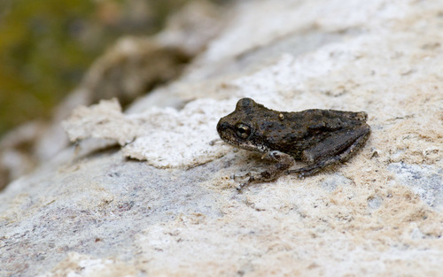 iNaturalist observation photo of California Tree Frog