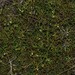 Logania micrantha - Photo (c) robert davis, algunos derechos reservados (CC BY-NC), subido por robert davis