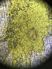 Chrysothrix xanthina