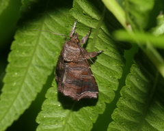 Callopistria placodoides