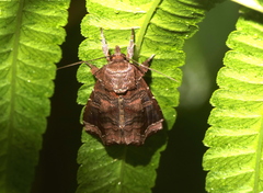 Callopistria placodoides