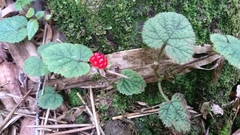 Rubus pectinellus
