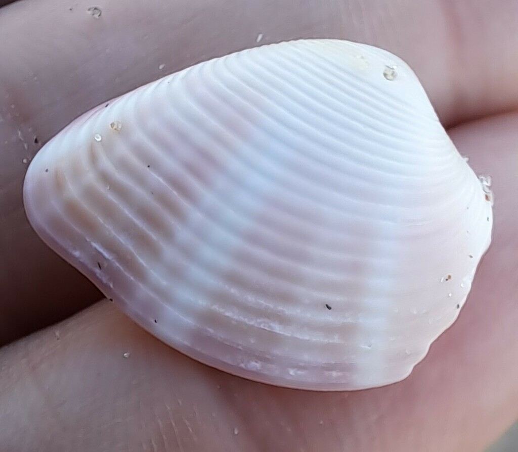 Lamelliconcha paytensis