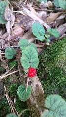 Rubus pectinellus